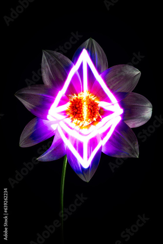 A flower on a black background 