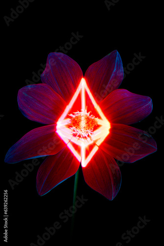 A flower on a black background 