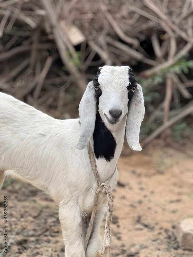 Fototapeta premium goat in the farm