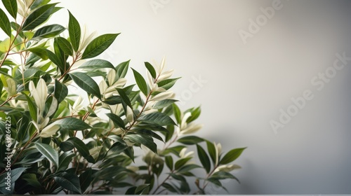 Plant leaves cast a blurry shadow on the white wall. Minimal abstract background for product presentation. Spring and summer.