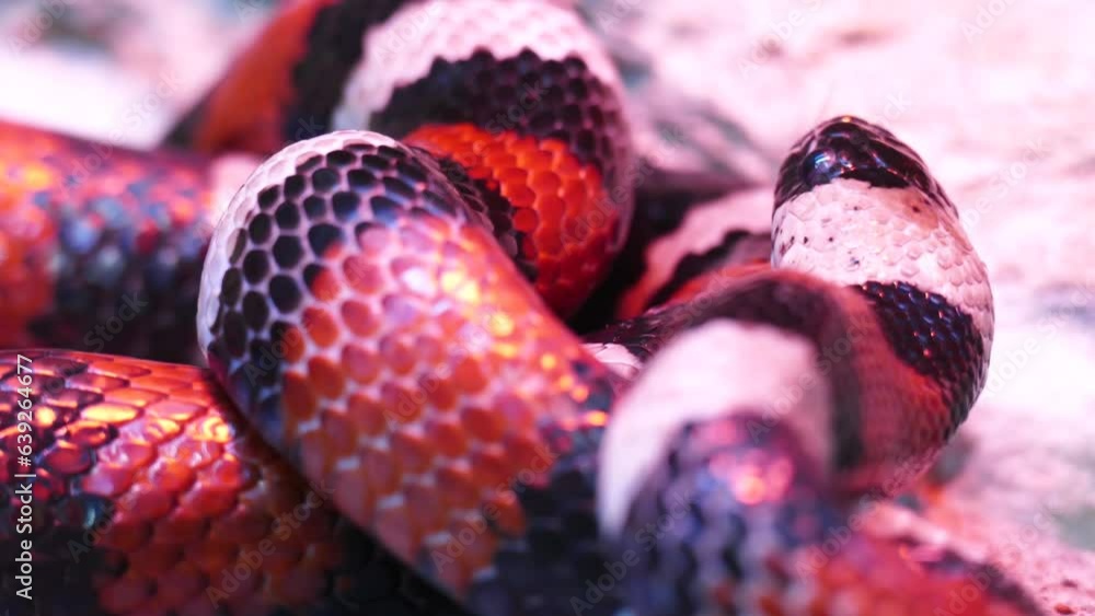 A Honduran milk snake body 4K. Snake scary concept. lampropeltis