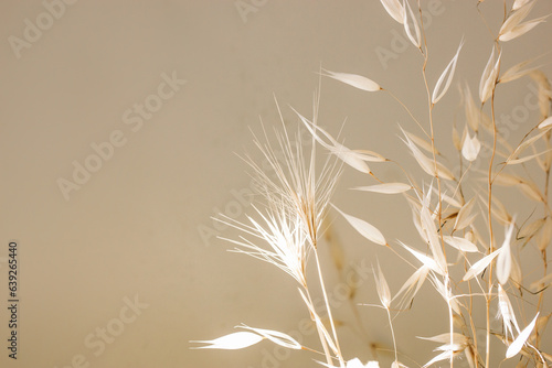 Dried white flowers against beige wall. Minimal interior floral decor, cozy home concept. Dry plants in vase indoors Avena fatua is a species of grass in the oat genus, wild oat on natural background photo