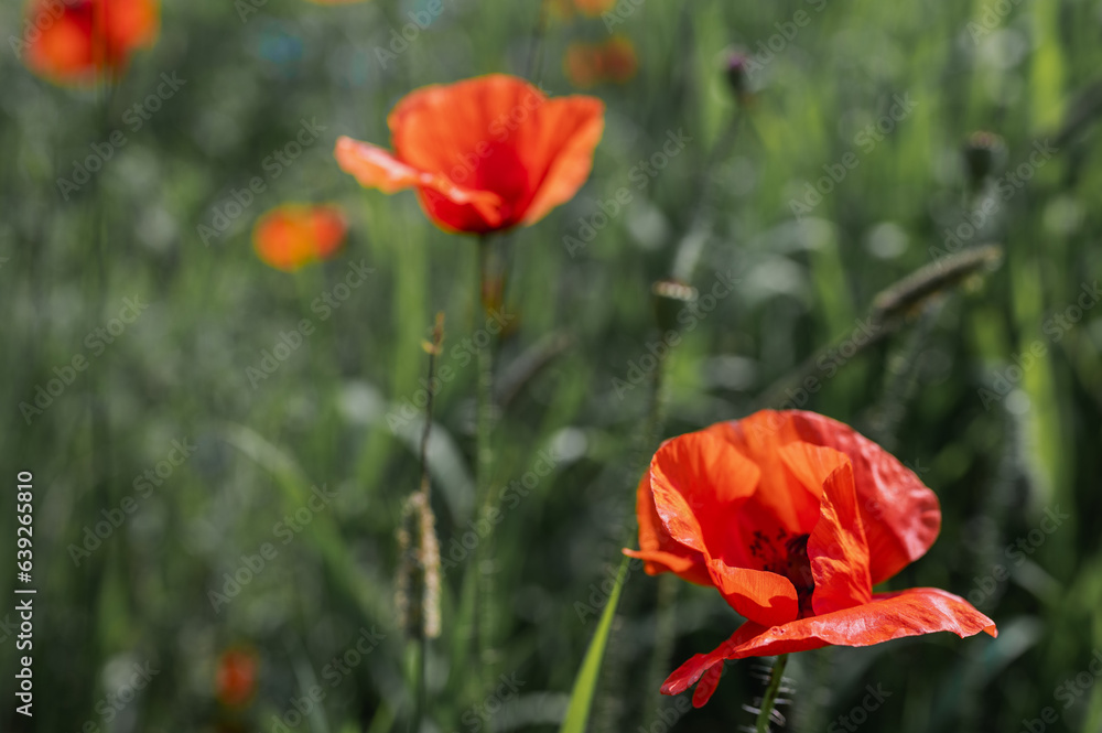 Obraz premium Red poppies in poppy field - desaturated background. Close up view. Rich poppies on the Ukrainian field during the war