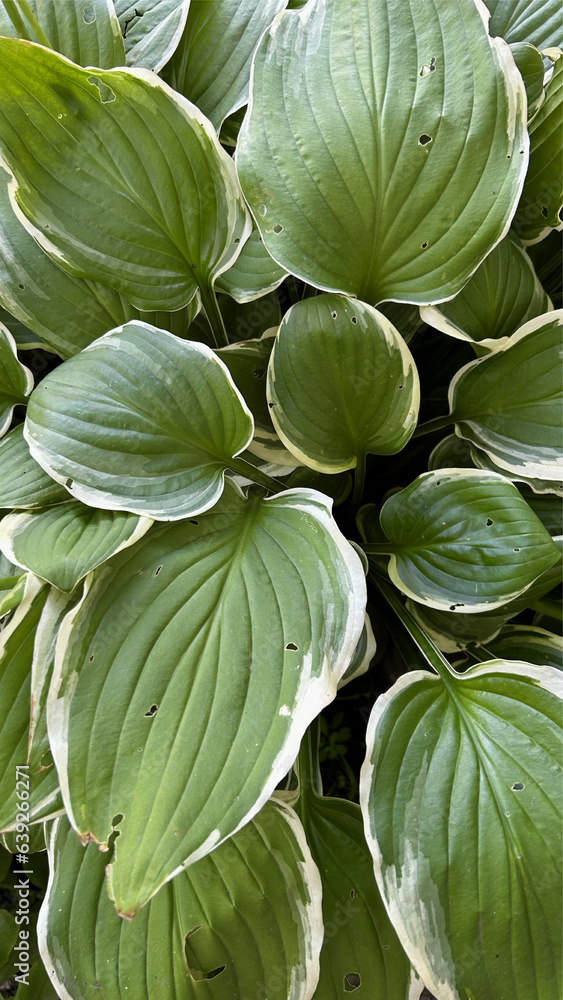 Beautiful green large leaves hosta in the garden Beautiful green large leaves hosta in the garden