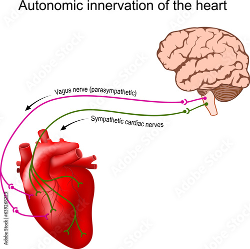 Heart innervation. Autonomic nervous system photo