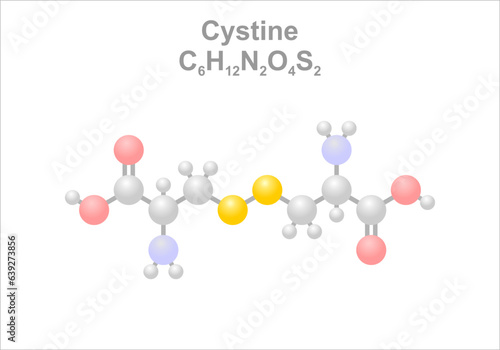 Cystine. Simplified scheme of the molecule.