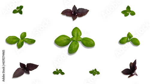 Set of red and green basil and oregano with shadow, italian herbs, mediterranean herbs, italian cuisine, seasonings, herbs for pizza, for pasta, on a neutral transparent background, top view.