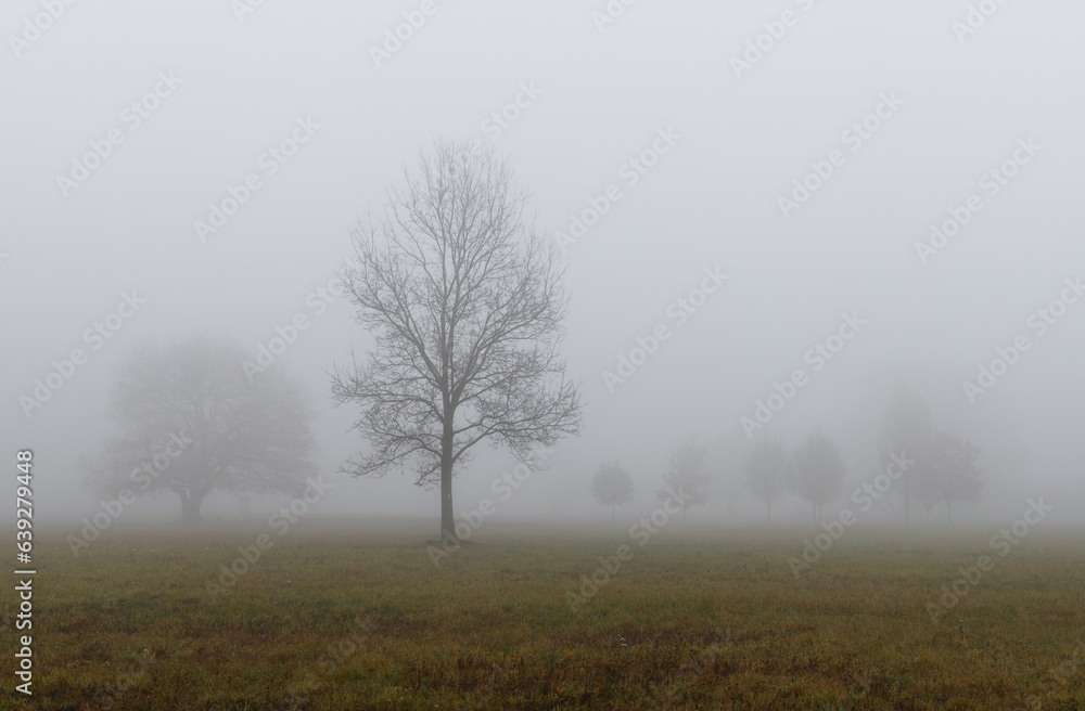 A tree standing alone in the mist