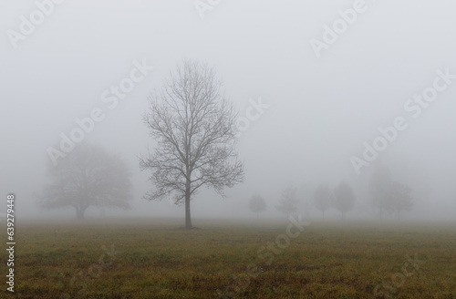 A tree standing alone in the mist