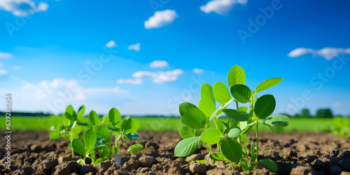 soybean growth in farm with blue sky background. agriculture plant seeding growing step concept