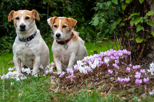 Two Jack Russell dog's sat amongst cyclamen flowers.