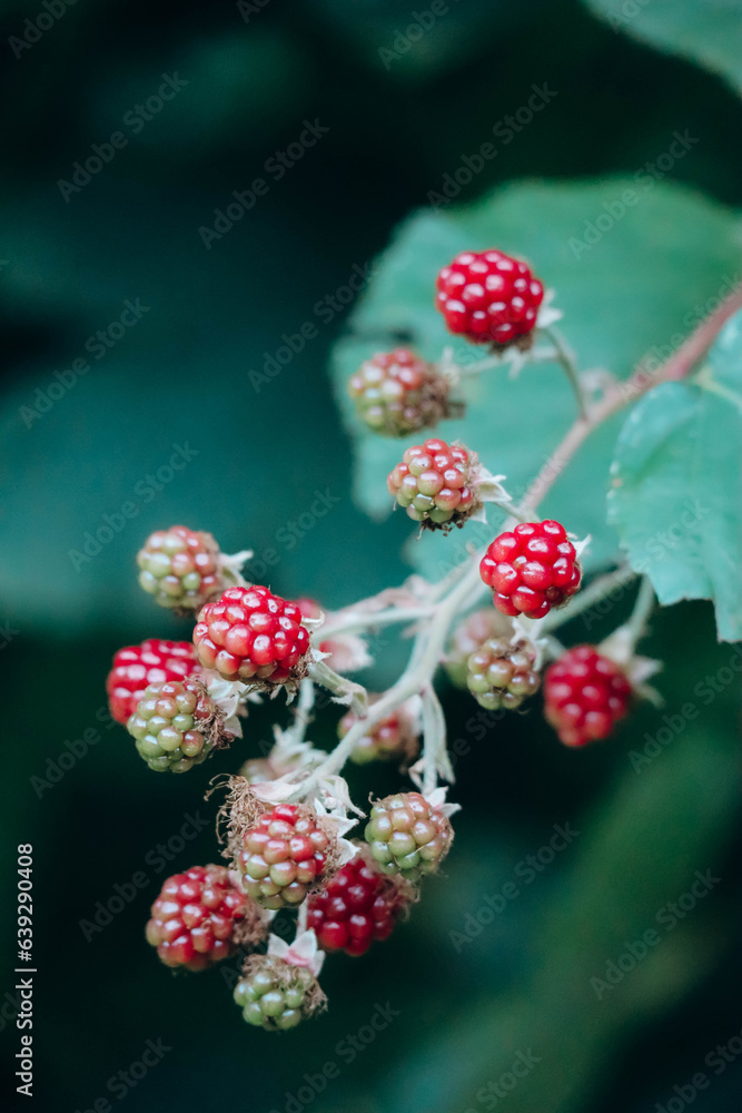 Close-up of a ripening blackberry in the forest Close-up of a ripening blackberry in the forest