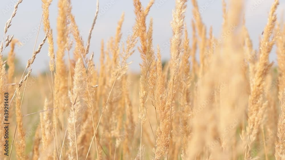 Feather Reed Grass sways slowly in the wind against a blue sky. Natural background, close-up. Wind sways wild grass, landscape. Selective focus Feather Reed Grass sways slowly in the wind against a blue sky. Natural background, close-up. Wind sways wild grass, landscape. Selective focus