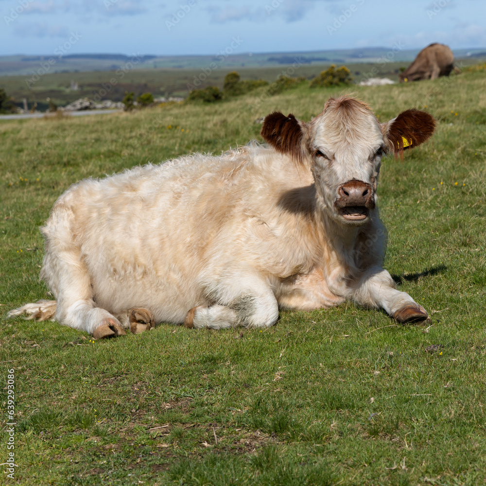 Cow on Caradon Hill