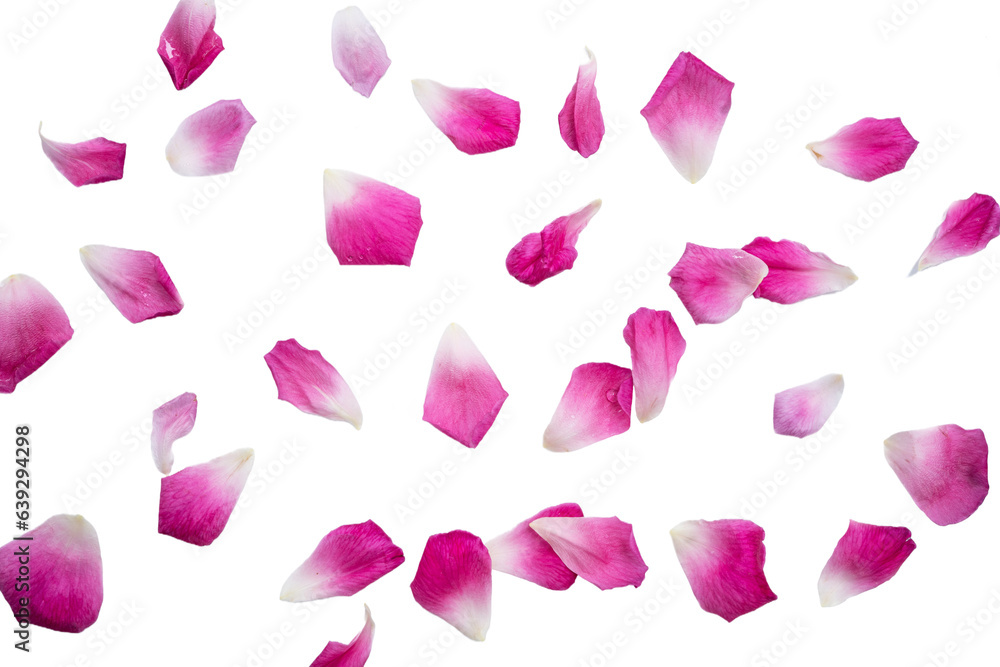 Petal of pink rose isolated on a transparent background. Petal of pink rose isolated on a transparent background.