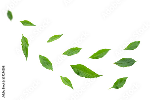 Green leaves flying in the air isolated on transparent background.