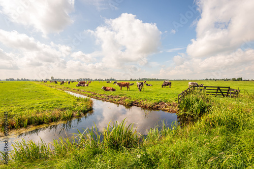 Typical Dutch polder landscape with grazing cows in the meadow and clouds reflected in the mirror smooth water surface of the ditch. The photo was taken near the village of Langerak, South Holland. photo