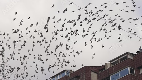Large flock of pigeon birds take off flying from city building roof, slow motion