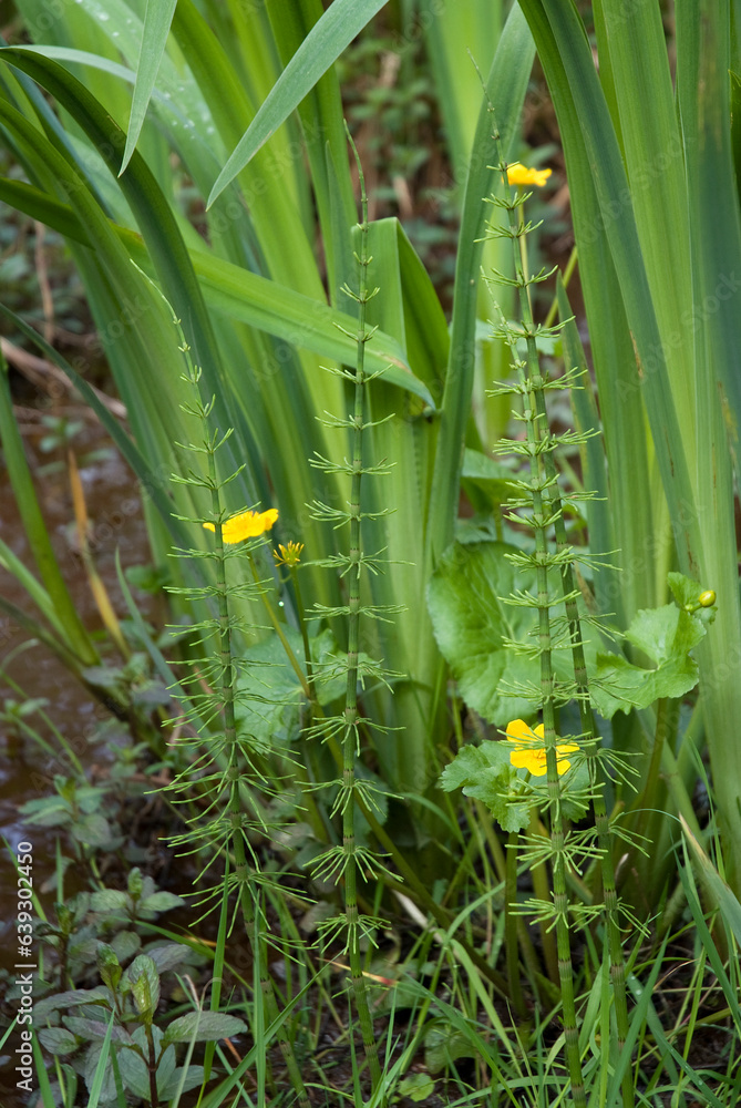 Obraz premium Equisetum fluviatale, Prêle des marais