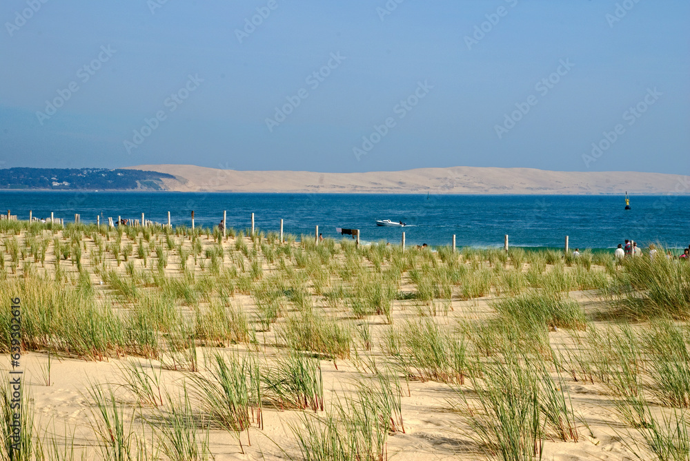 Ammophila arenarie, Oyat, Site protégé, restauration des dunes,. Cap Ferret, Bassin d'Arcachon, 33, Gironde, France
