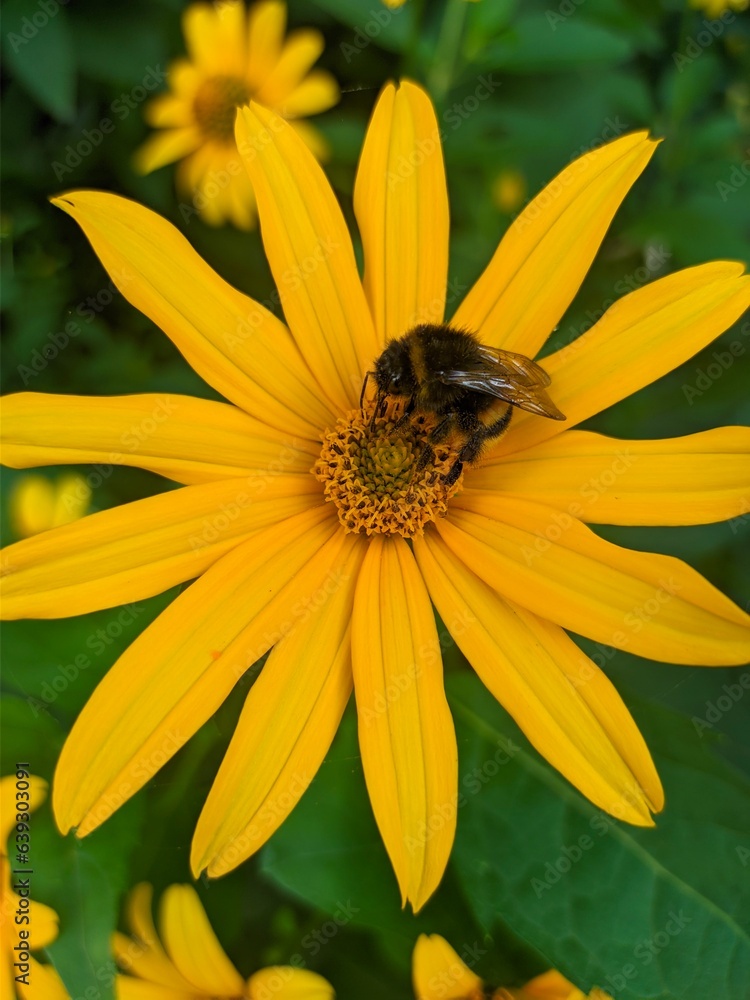 bee on flower bee on flower