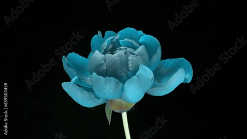 Blue peony blooms on a black background. Time lapse, close-up. Wedding background, Valentine's day concept. Timelapse video 4K UHD.