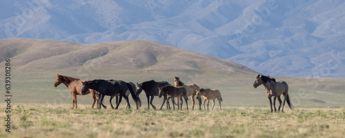 Wild Horses in the Utah Desert in Springtime