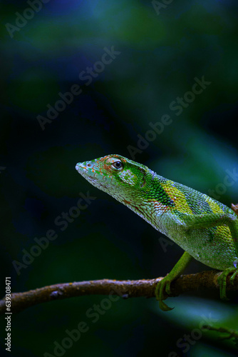 Photo of a green chameleon a branch.