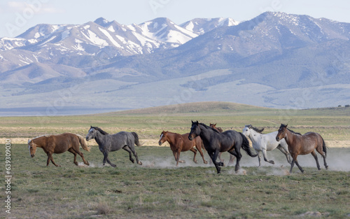 Wild Horses in the Utah Desert in Springtime