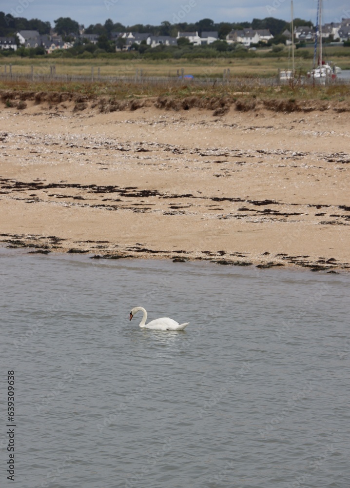 swan on the beach, Pen Lan, Billiers, Brittany 