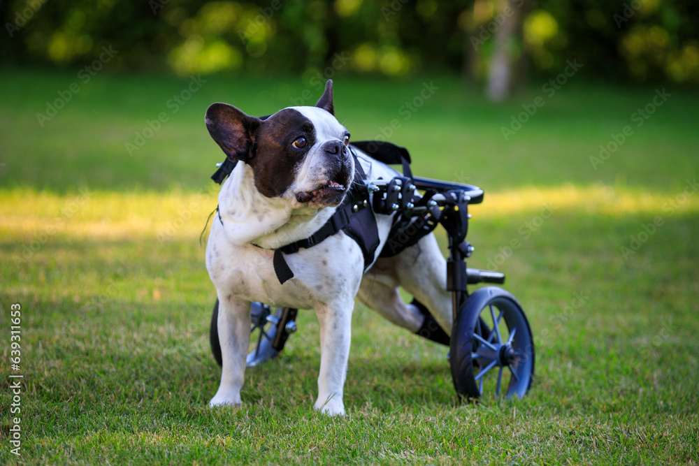 Paralyzed French Bulldog on a dog wheelchair. Stock Photo Adobe Stock