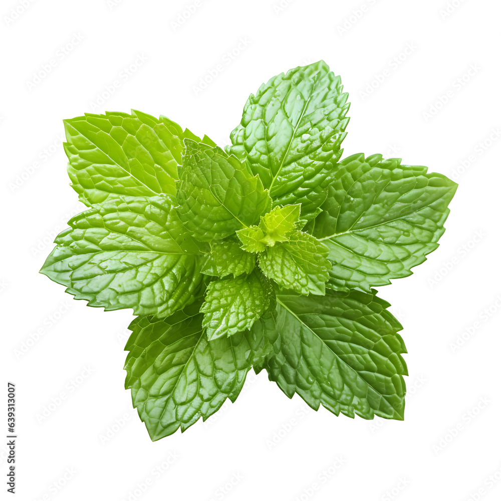 Mint's Freshness - Nature's Aromatic Herb Mint's Freshness - Nature's Aromatic Herb