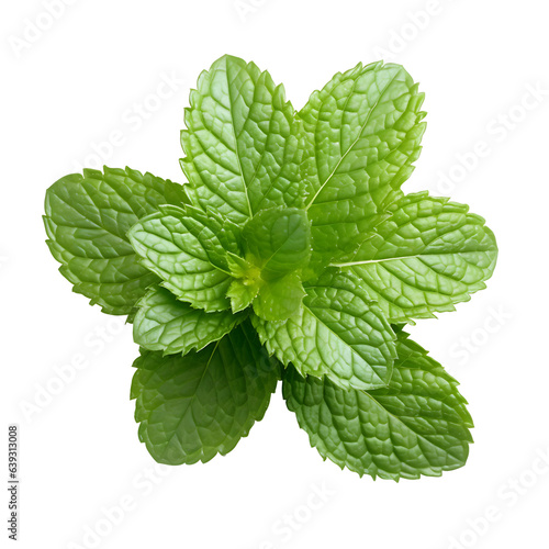 Mint's Freshness - Nature's Aromatic Herb