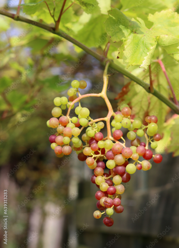 Ripe grapes in the vineyard on a sunny summer day.