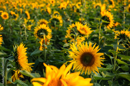 Beautiful view of a field of sunflowers in the light of the setting sun. Yellow sunflower close up. Beautiful summer landscape with sunset and flowers in Mecklenburg-Vorpommern  Germany.