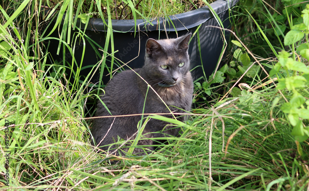 Gray cat on a green grass. Beautiful cat playing in a garden on sunny summer day. Space for text. Gray cat on a green grass. Beautiful cat playing in a garden on sunny summer day. Space for text.