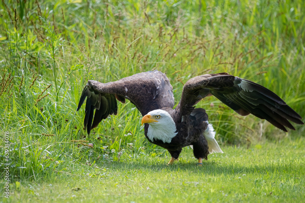 Fototapeta premium Bald Eagle walking along a path.
