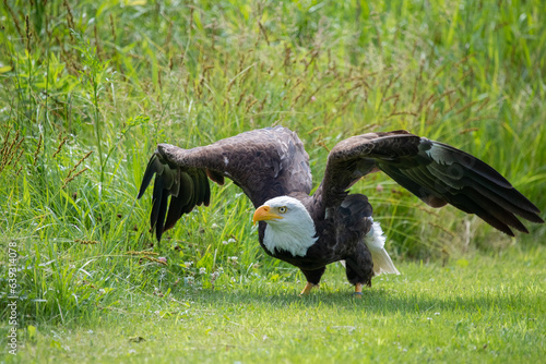 Bald Eagle walking along a path.