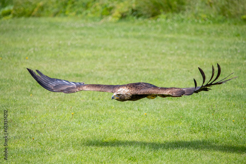 Golden Eagle