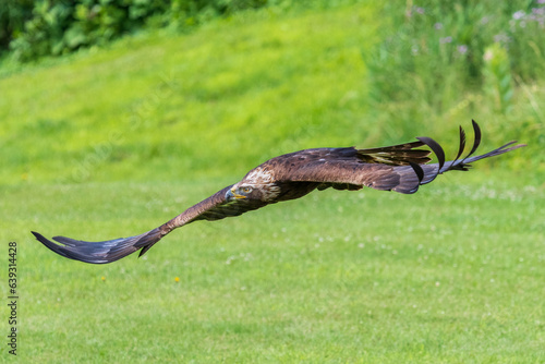 Golden Eagle flying in a filed and banking to the left