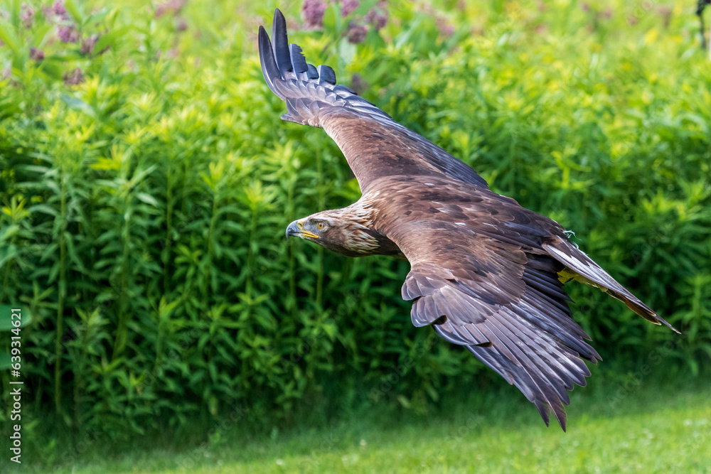 Obraz premium Golden Eagle in flight over a field