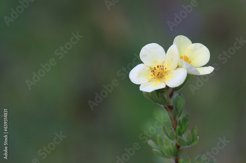 Cinquefoil flower yellow early morning light mid summer