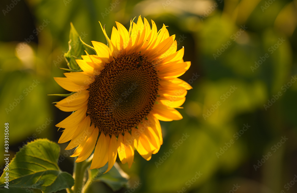Sunset over a field of sunflower plants. Wide angle photo with a spectacular sunset landscape over an agriculture field with sunflowers. Farming and agriculture industry. Sunset over a field of sunflower plants. Wide angle photo with a spectacular sunset landscape over an agriculture field with sunflowers. Farming and agriculture industry.