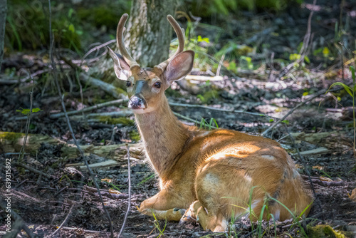 deer in the woods
