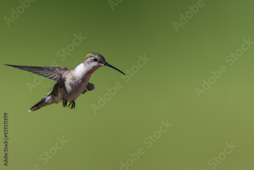 hummingbird in flight