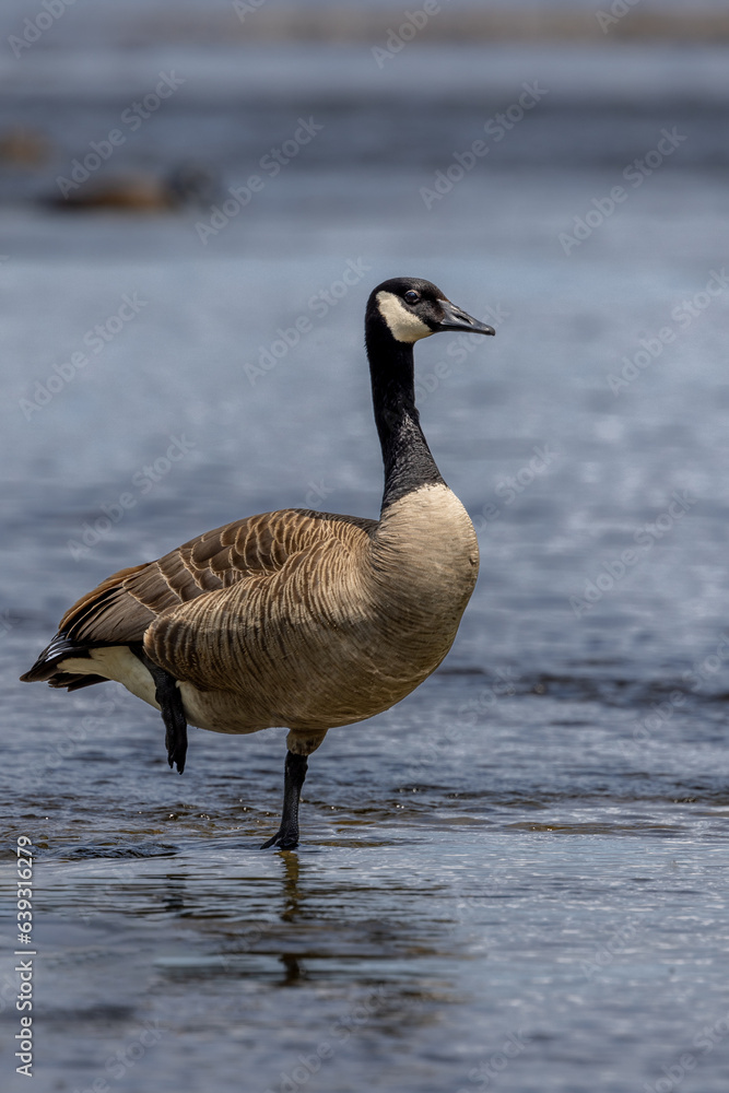 Canadian goose doing yoga on a river Canadian goose doing yoga on a river