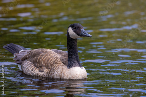 Canadian goose swimming in water