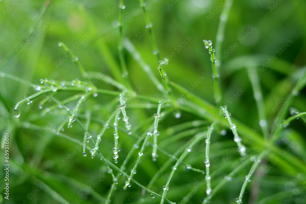 Green grass with dew drops close-up. Nature background.