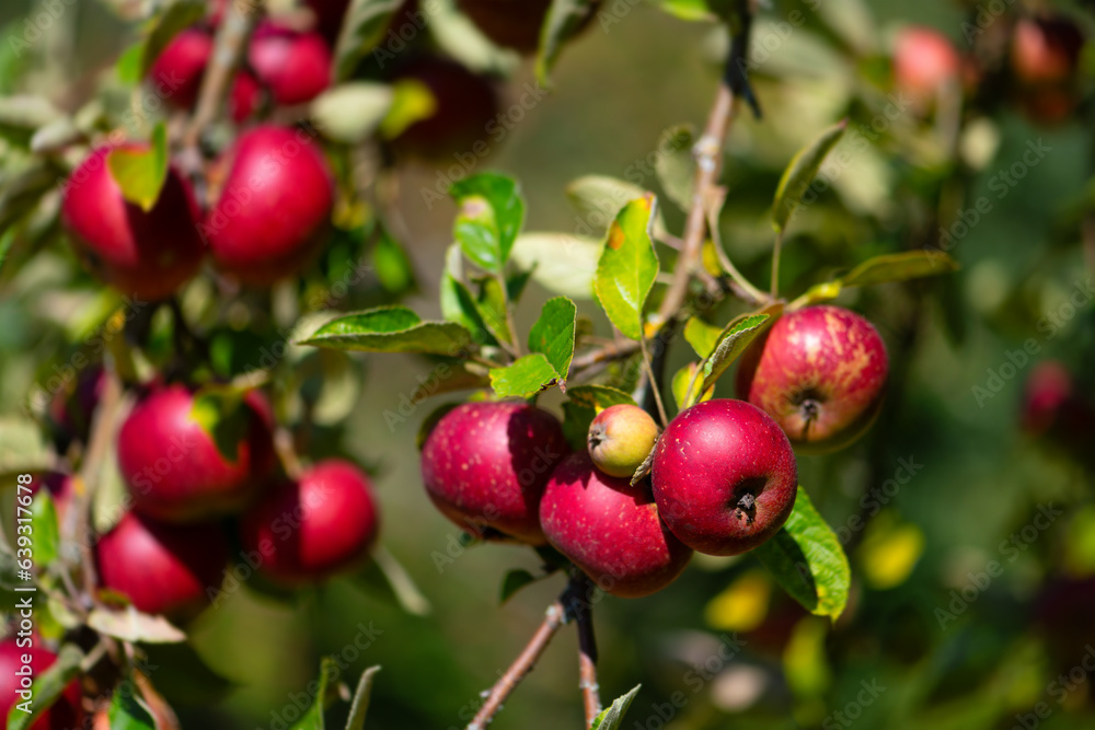 Bunch of red apples (Malus) on twigs with green leaves in an orchard in Meschede Sauerland Germany. The fruits ripen in warm sunlight to be harvested and processed into juice. Organic vegan food. Bunch of red apples (Malus) on twigs with green leaves in an orchard in Meschede Sauerland Germany. The fruits ripen in warm sunlight to be harvested and processed into juice. Organic vegan food.
