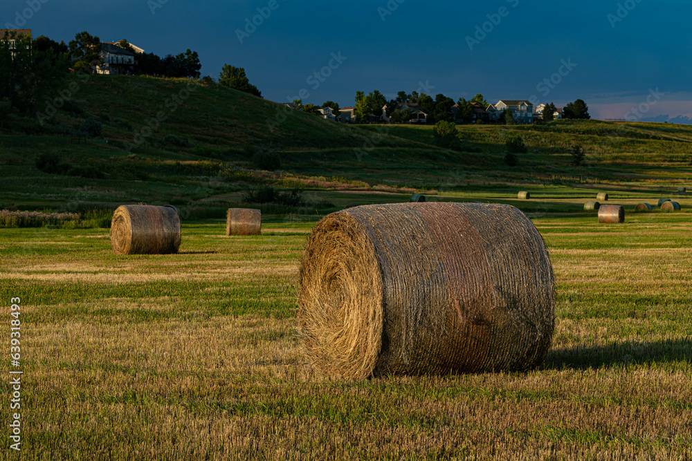 Cylindrical hay bales in new mowed field of grass